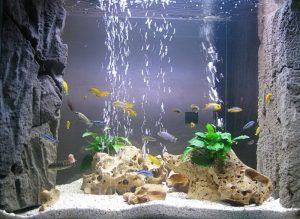 Аквариум аквариумни рибки