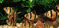 аквариуми рибки барбус тетразона