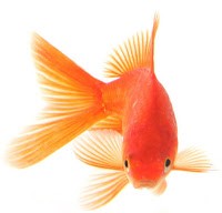 Златна рибка аквариумни рибки