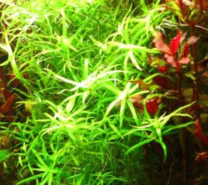 видове водорасли за аквариум